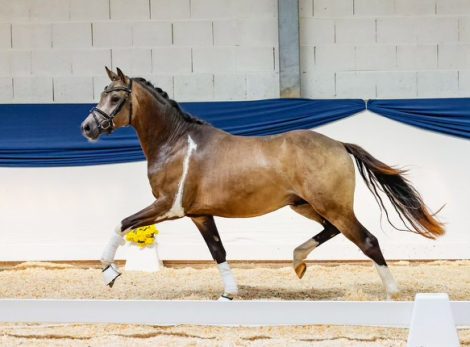 HorseID: 2318196 Sansibar - PhotoID: 1105176