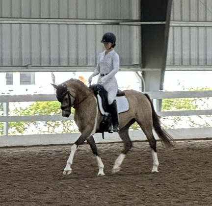 HorseID: 2318196 Sansibar - PhotoID: 1105179