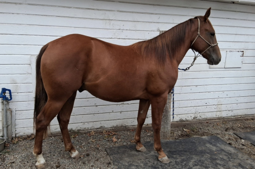 HorseID: 2318203 Zan Par Jack Bar - PhotoID: 1105181