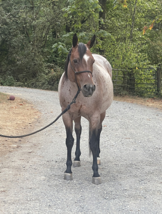 HorseID: 2318212 MT Big Sky - PhotoID: 1105194