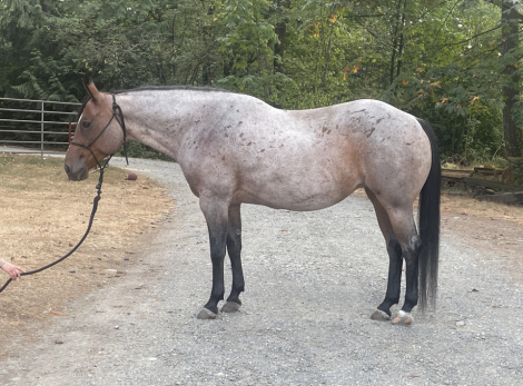 HorseID: 2318212 MT Big Sky - PhotoID: 1105195