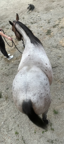 HorseID: 2318212 MT Big Sky - PhotoID: 1105196