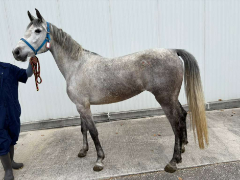 HorseID: 2318213 Hungarian Sports Horse - PhotoID: 1105200