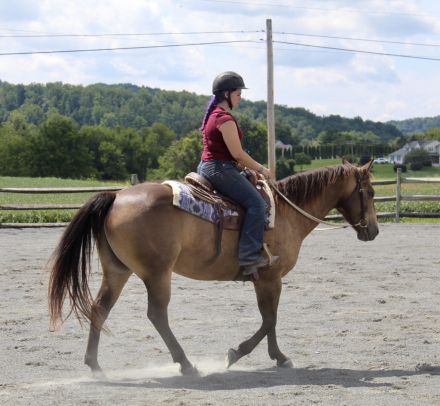 HorseID: 2318217 CHQH CHEX BAR KIT - PhotoID: 1105206