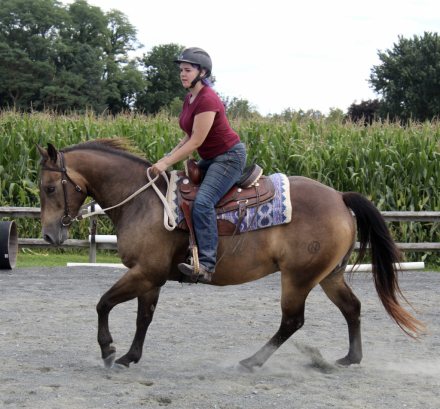 HorseID: 2318217 CHQH CHEX BAR KIT - PhotoID: 1105207