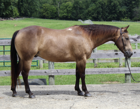 HorseID: 2318217 CHQH CHEX BAR KIT - PhotoID: 1105208