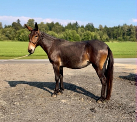HorseID: 2318219 Molly Mule - PhotoID: 1105210