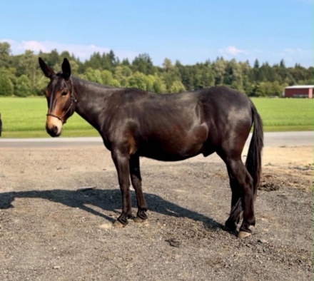 HorseID: 2318220 Roscoe John Mule - PhotoID: 1105211