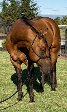 HorseID: 2318223 Tigers Topsail Jr. - PhotoID: 1105213