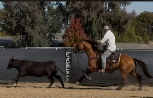 HorseID: 2318223 Tigers Topsail Jr. - PhotoID: 1105215