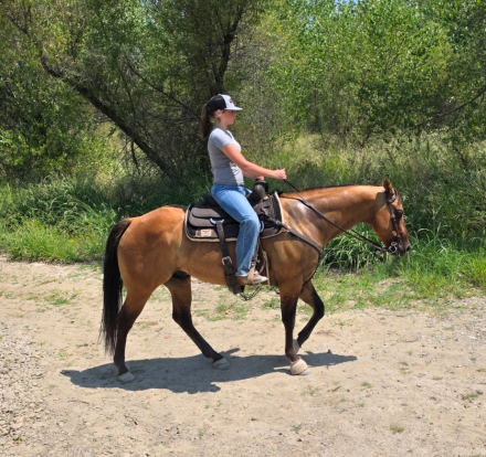 HorseID: 2318223 Tigers Topsail Jr. - PhotoID: 1105216