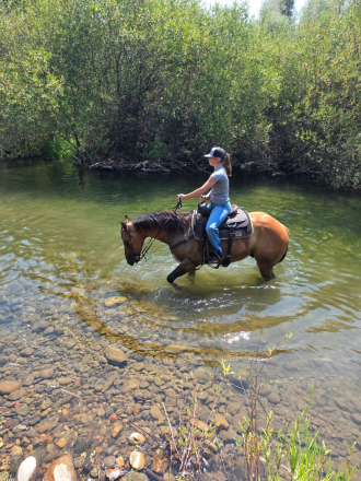 HorseID: 2318223 Tigers Topsail Jr. - PhotoID: 1105217