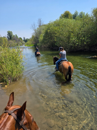 HorseID: 2318223 Tigers Topsail Jr. - PhotoID: 1105218