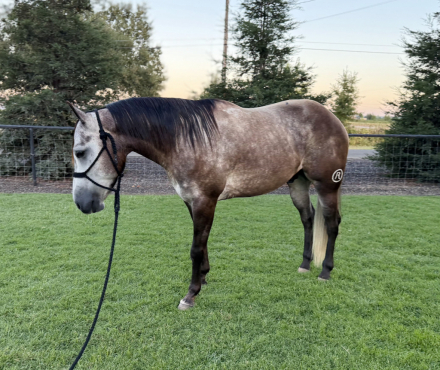 HorseID: 2318224 Armani - PhotoID: 1105220