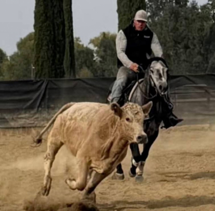 HorseID: 2318224 Armani - PhotoID: 1105222