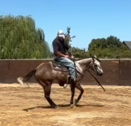 HorseID: 2318224 Armani - PhotoID: 1105224