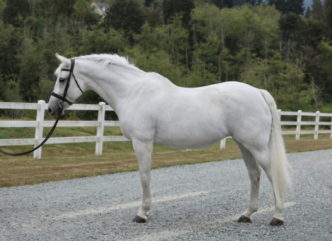 HorseID: 2318226 Shopgirl - PhotoID: 1105225
