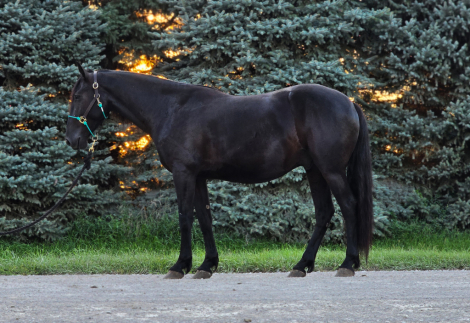 HorseID: 2318228 Benedict - PhotoID: 1105226