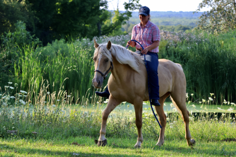 HorseID: 2318229 Sedona - PhotoID: 1105228