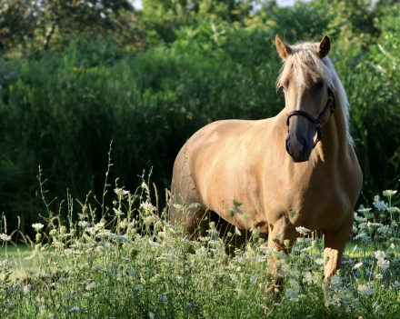HorseID: 2318229 Sedona - PhotoID: 1105229