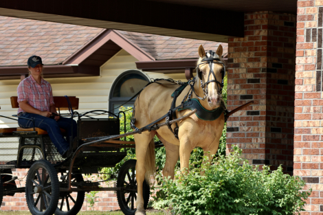 HorseID: 2318229 Sedona - PhotoID: 1105230