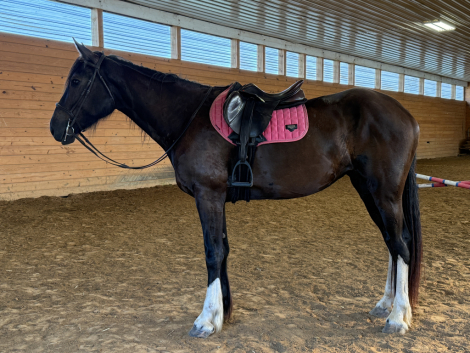 HorseID: 2318241 Annie - PhotoID: 1105240