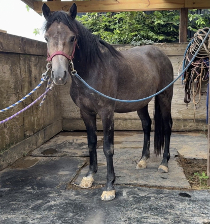 HorseID: 2318242 Shiner - PhotoID: 1105241