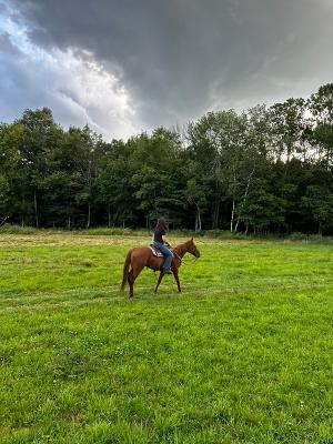 HorseID: 2318244 Chance - PhotoID: 1105242
