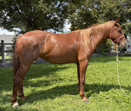 HorseID: 2318246 Solo - PhotoID: 1105243
