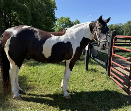 HorseID: 2318247 Bullseye - PhotoID: 1105244