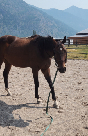 HorseID: 2318248 Nate's Revenge - PhotoID: 1105245