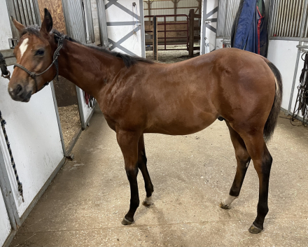 HorseID: 2318254 Batta Have a Martini - PhotoID: 1105248
