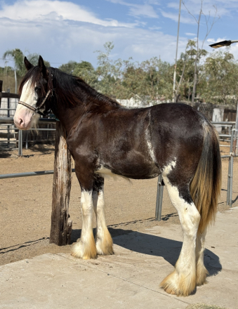HorseID: 2318258 Barba’s Poblano Pepper - PhotoID: 1105259