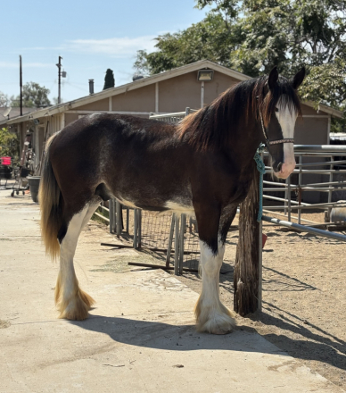 HorseID: 2318258 Barba’s Poblano Pepper - PhotoID: 1105260