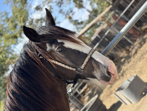 HorseID: 2318258 Barba’s Poblano Pepper - PhotoID: 1105261