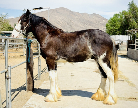 HorseID: 2318258 Barba’s Poblano Pepper - PhotoID: 1105262