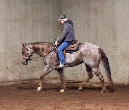 HorseID: 2318259 Pretty Boy Floyd - PhotoID: 1105263