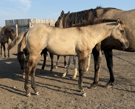 HorseID: 2318260 Wicked Intentionz - PhotoID: 1105265