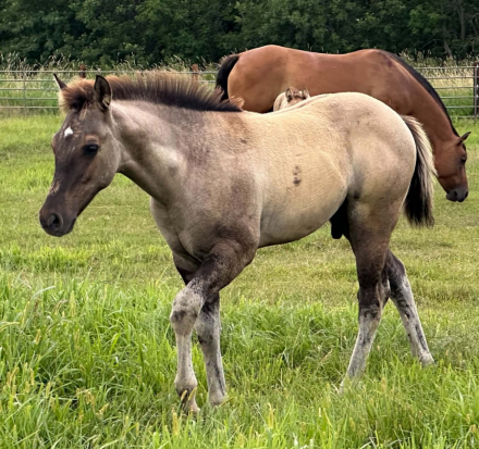 HorseID: 2318260 Wicked Intentionz - PhotoID: 1105266
