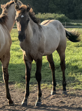 HorseID: 2318260 Wicked Intentionz - PhotoID: 1105267