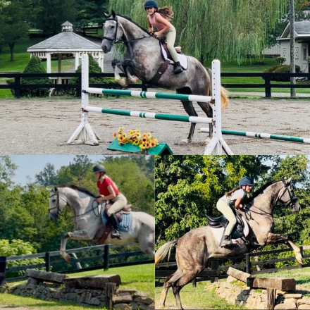 HorseID: 2318261 Runability - PhotoID: 1105320