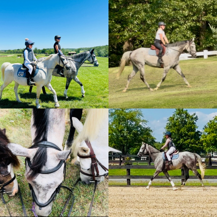 HorseID: 2318261 Runability - PhotoID: 1105321