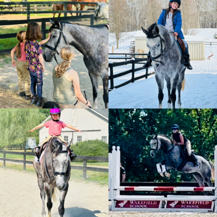 HorseID: 2318261 Runability - PhotoID: 1105322