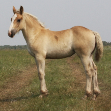 HorseID: 2318263 Oakhaven Ranch - PhotoID: 1105270