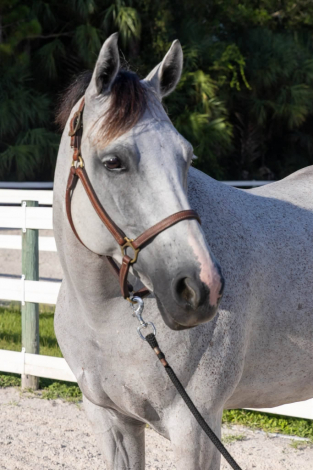 HorseID: 2318268 Idlewilds Incorigible Z Twist (Cora) - PhotoID: 1105273