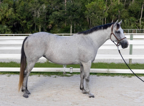 HorseID: 2318268 Idlewilds Incorigible Z Twist (Cora) - PhotoID: 1105275