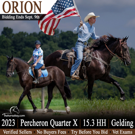 HorseID: 2318269 ORION - PhotoID: 1105276