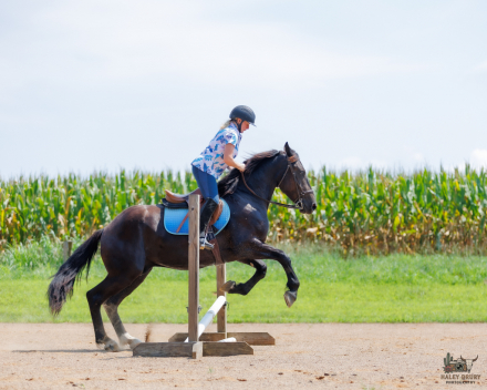 HorseID: 2318269 ORION - PhotoID: 1105279