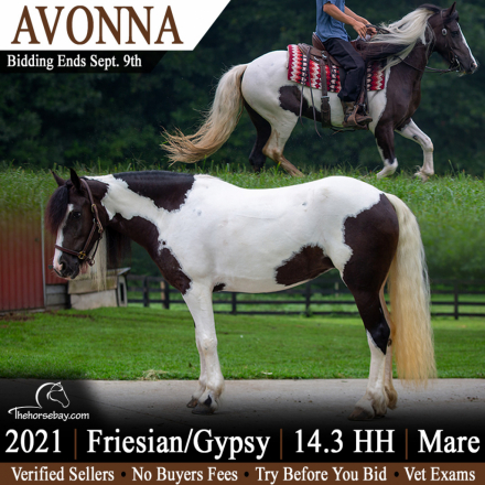 HorseID: 2318271 Avonna - PhotoID: 1105286