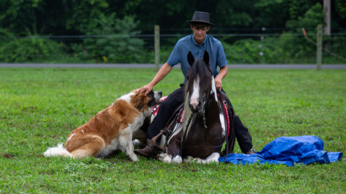 HorseID: 2318271 Avonna - PhotoID: 1105287